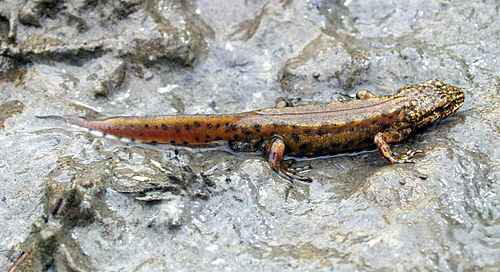 Carpathian newt